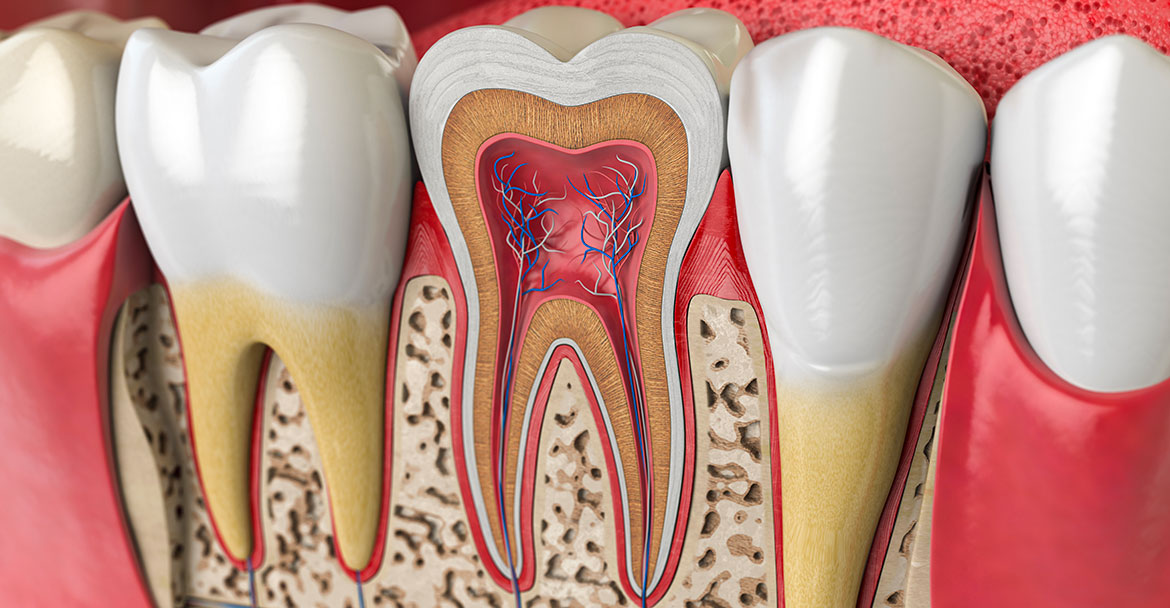 Illustration d'une coupe transversale d'une dent et de ses racines